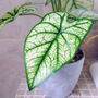 40cm Artificial Taro House Plant In Decorative Planter, thumbnail 3 of 3