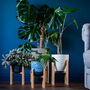 Bamboo Plant Stands, thumbnail 8 of 9