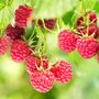 Raspberry Plants, 'Tulameen Pearl', thumbnail 2 of 4
