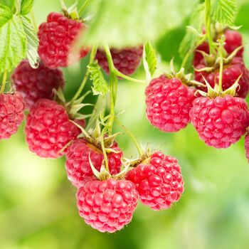 Raspberry Plants, 'Tulameen Pearl', 2 of 4