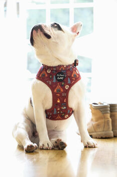 Great Adventure Dog Harness, 3 of 7