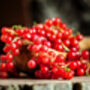 Fruit Plants, 'Redcurrant', thumbnail 2 of 11