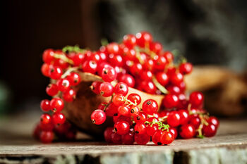 Fruit Plants, 'Redcurrant', 2 of 11