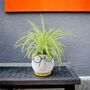 Chlorophytum Spider Plant In 12cm Pot, thumbnail 1 of 8