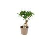 Ficus Ginseng 12cm Pot, thumbnail 5 of 9