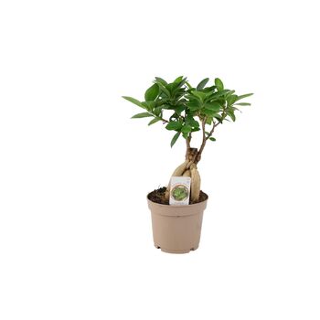 Ficus Ginseng 12cm Pot, 5 of 9