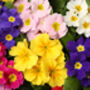 Primrose 'Cabaret Mix' 12 X Plant Pack, thumbnail 6 of 10