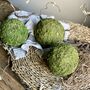 Dried Moss Spheres || Balls, thumbnail 7 of 9