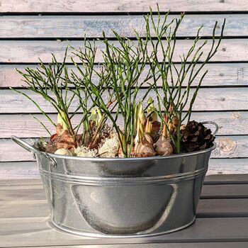 Spring Bulbs Zinc Planter Gift Wrapped, 5 of 9