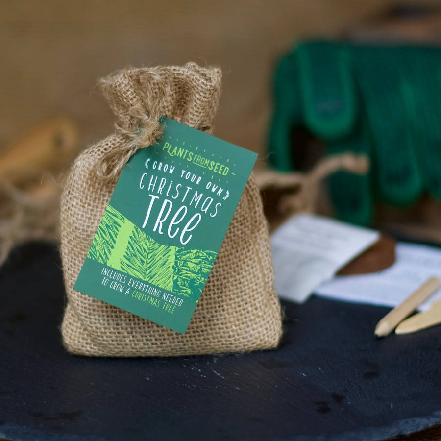Grow Your Own Christmas Tree Mini Plant Kit By Plants From Seed