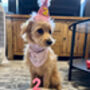 Pink Birthday Girl Dog Bandana, thumbnail 4 of 4