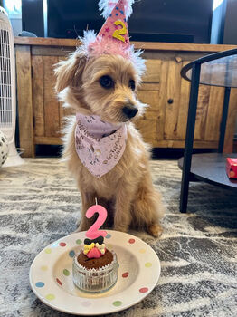 Pink Birthday Girl Dog Bandana, 4 of 4