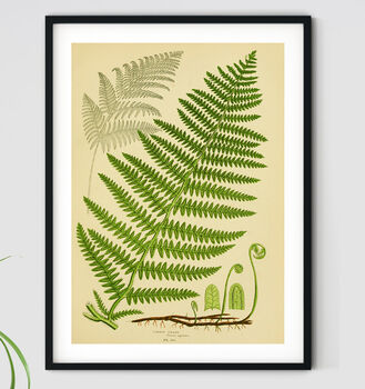 Vintage Fern Botanical Art Print, 2 of 2