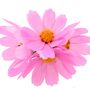 Wildflower Seeds 'Pretty In Pink' 400 X Seed Pack, thumbnail 1 of 8