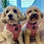 Old Garden Bloom Roses Puppy Or Dog Harness With Optional Set, thumbnail 9 of 12