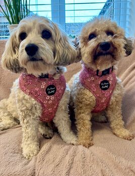 Old Garden Bloom Roses Puppy Or Dog Harness With Optional Set, 9 of 12