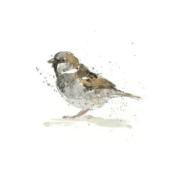 Limited Edition, Garden Bird Print, Sparrow, 2 of 3