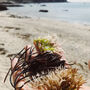 British Seaweed Postcard Pack Of Five, thumbnail 10 of 10