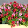 Begonia 'Organdy' Mix 20 X Plant Pack, thumbnail 6 of 6