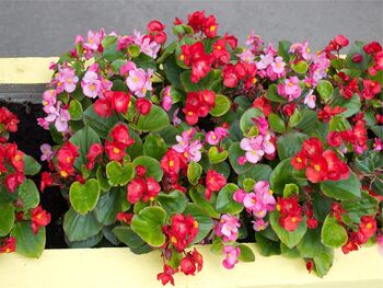 Begonia 'Organdy' Mix 20 X Plant Pack, 6 of 6