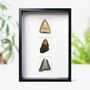 Megalodon Shark Tooth Myriad Frame Fossil Home Decor, thumbnail 1 of 4