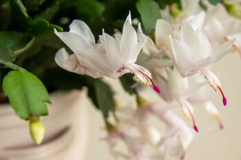 White Christmas Cactus One X Plant In 13cm Pot, 2 of 6