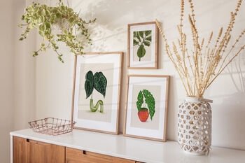 Begonia Houseplant Illustrated A4 Plant Art Print, 7 of 12