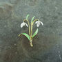 Snowdrop White Open Flower Brooch, Gold Tone, thumbnail 1 of 2