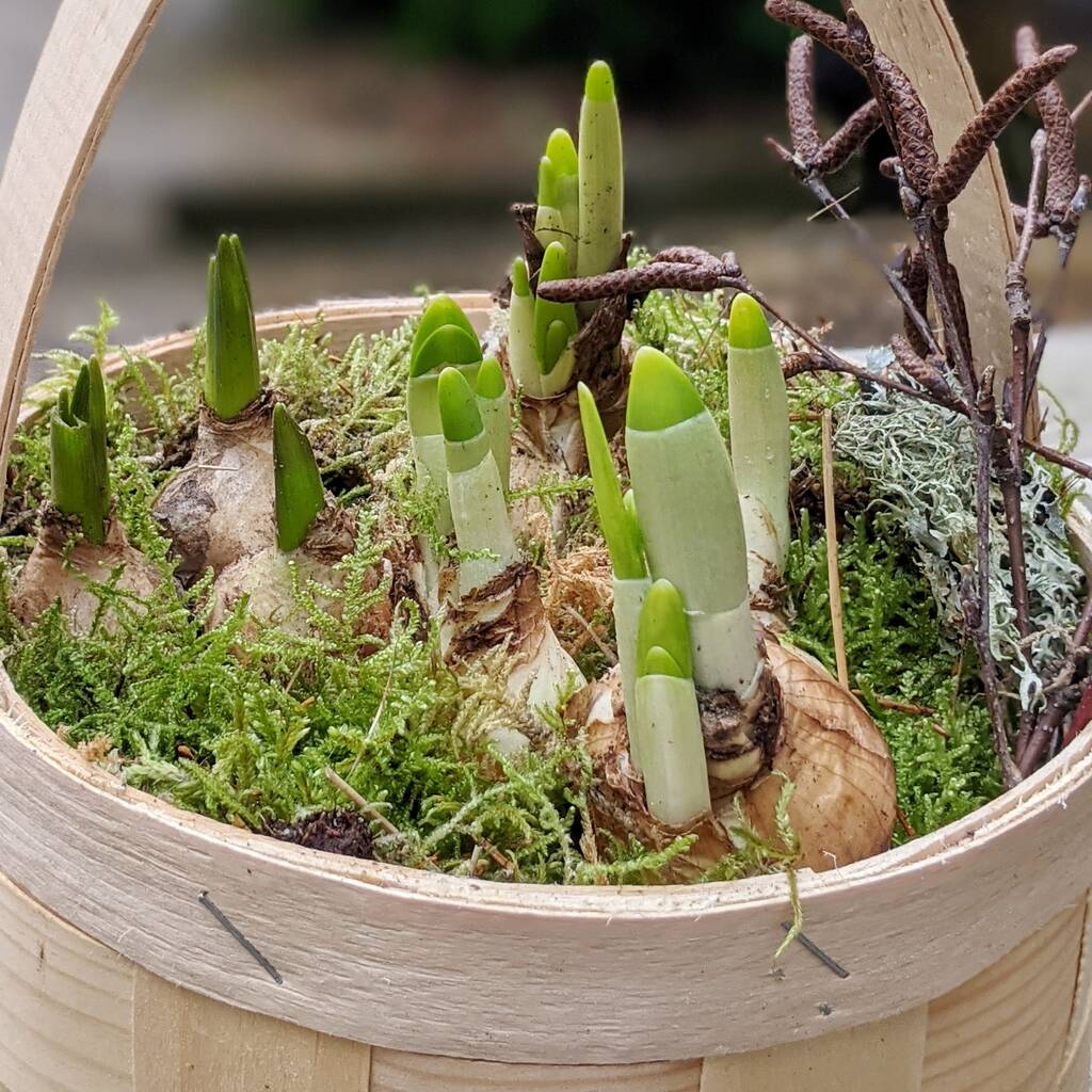 Spring Bulb Basket Display Gift By The Danes