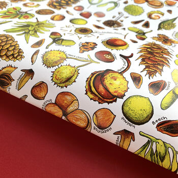 Nuts And Seeds Wrapping Paper Set, 3 of 3