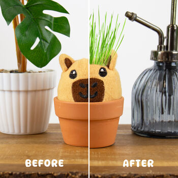 Grow Your Own Capybara Grow Pal, 4 of 4