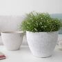 Pack Of Two Modern Planters Pots With Drainage Holes, thumbnail 4 of 12