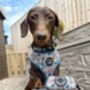 Shipwrecked Nautical Dog Harness, thumbnail 6 of 11