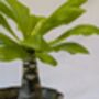 Plant And Pot Subscription Box Houseplant Lover Gift, thumbnail 7 of 9