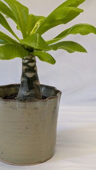 Plant And Pot Subscription Box Houseplant Lover Gift, 7 of 9