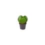 Duo Hoya Heart Plant – Easy Care 6cm Succulent Gift, thumbnail 5 of 8