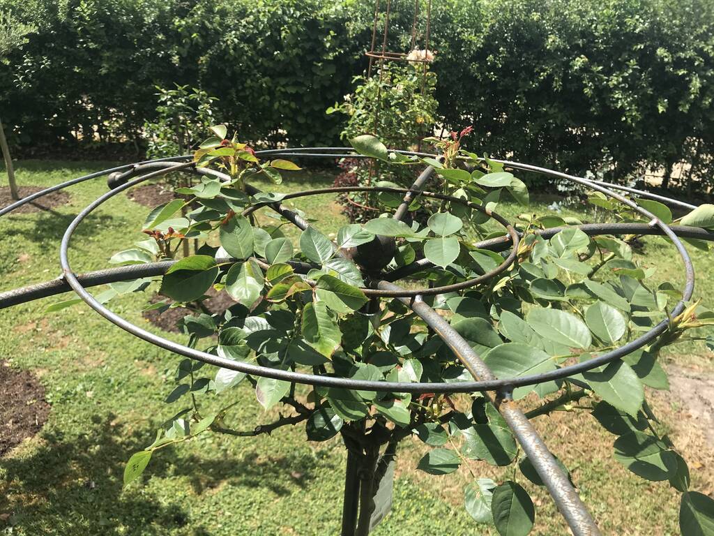 Steel Umbrella Supports For Standard Roses By Muntons Traditional Plant