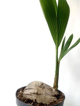 Coconut Palm Houseplant, 2 of 2