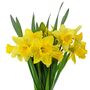 Spring Bulbs Daffodil 'King Alfred' Bulb Pack, thumbnail 4 of 7