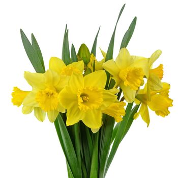 Spring Bulbs Daffodil 'King Alfred' Bulb Pack, 4 of 7