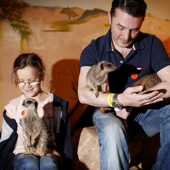 Meet The Meerkats Experience For Two, 5 of 10