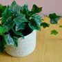 Handmade Plant Pot, thumbnail 1 of 7