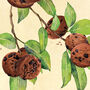 Cookies Botanical Print, thumbnail 4 of 10