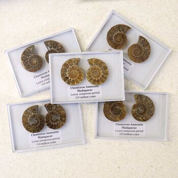 Cleoniceras Ammonite Fossil Pair, 3 of 10