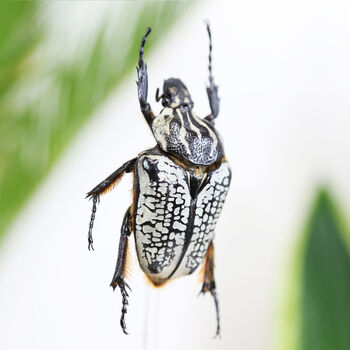 Goliath Beetle Bell Jar, 2 of 4