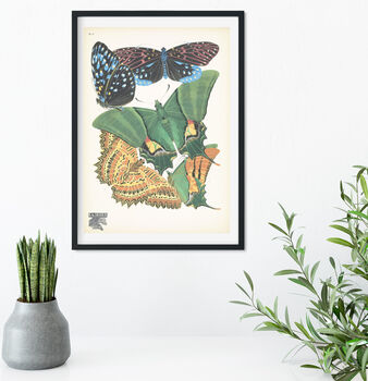 Natural History Butterflies Print 14, 2 of 2