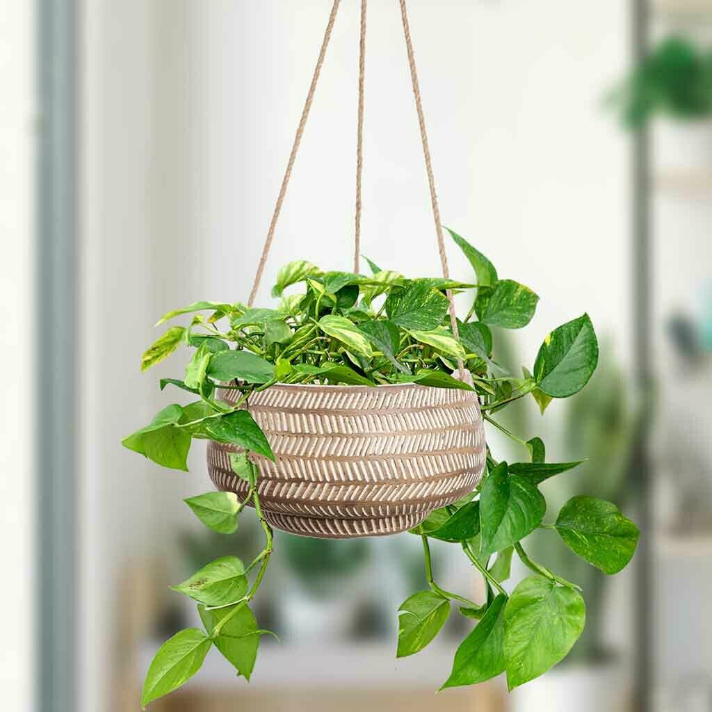 Contemporary Chevron Hanging Basket Planter By Dibor