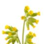 Primula Veris 'Wild Cowslip' In A One Litre Pot, thumbnail 7 of 9