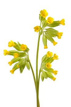 Primula Veris 'Wild Cowslip' In A One Litre Pot, 7 of 9