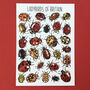 Ladybirds Of Britain Illustrated Postcard, thumbnail 10 of 12